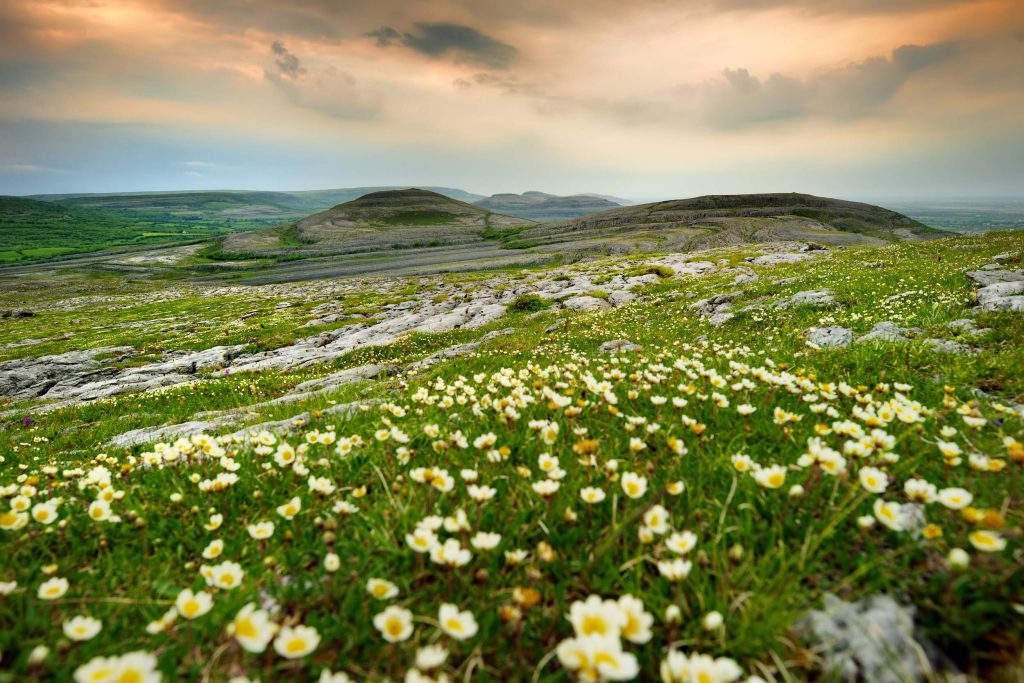 Wildflowers on the Burren