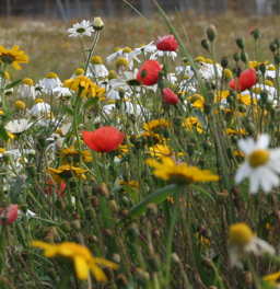 Irish wildflower garden