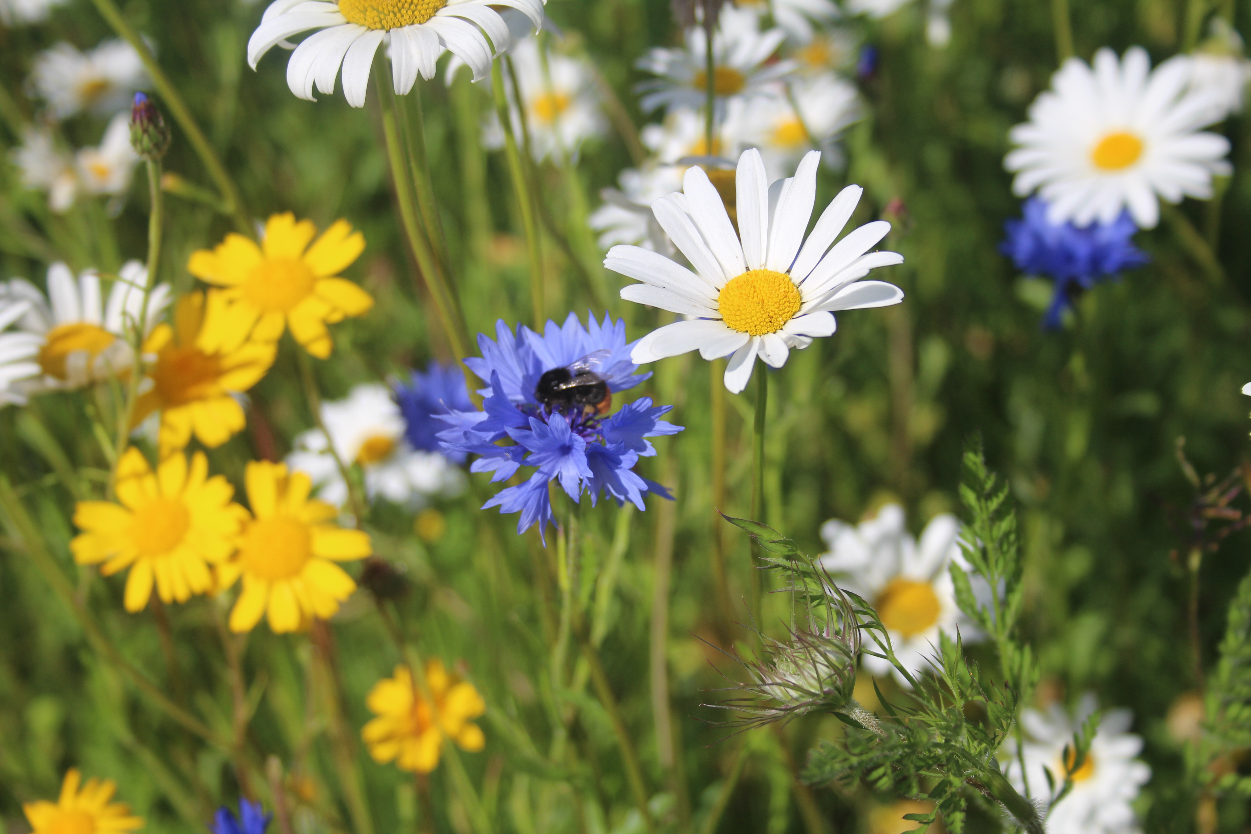 Irish Wildflower Seed Mix