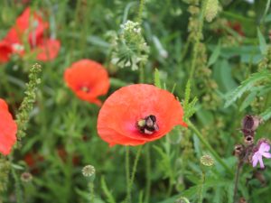 Sample Species Seeds make private