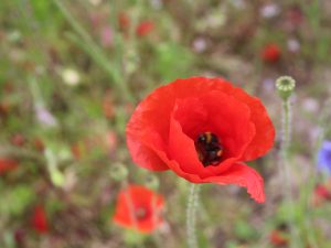 Common Corn Poppy x 10gram