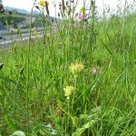 Wildflowers growing on a road embankment in Ireland