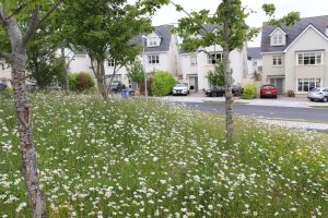 Wildflowers in a housing development