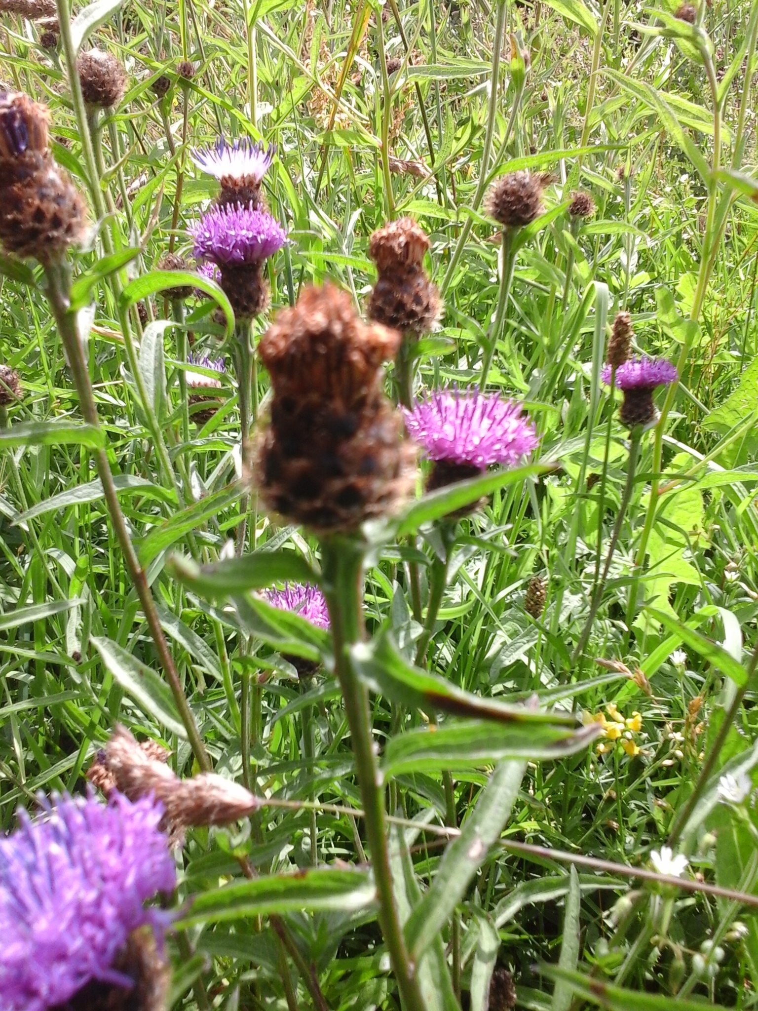 GF03 Pollinator Perfect - Image 2