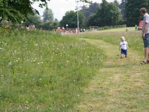 DW01 Short Wildflower Meadow