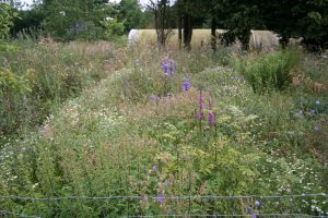 Authors Wild Garden