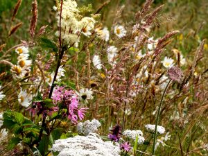 GF03 Pollinator Perfect