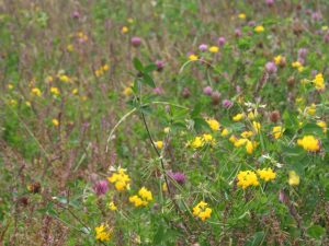 GF01 Flowering Mini-Meadow