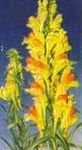 goldenrod